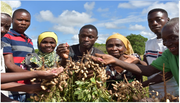 Groundnut Farming