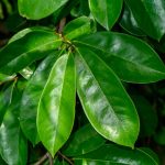Soursop Leaf