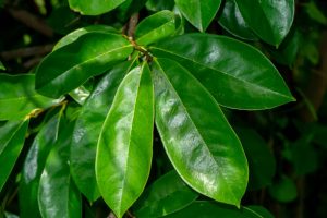 Soursop Leaf
