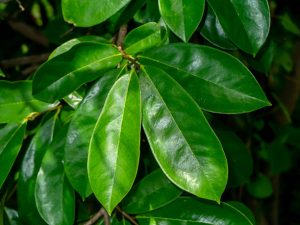 Soursop Leaf