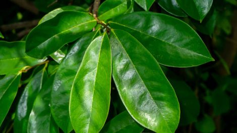 Soursop Leaf