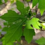 Bitter Leaf and Scent Leaf