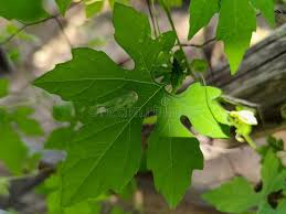 10 Benefits of Bitter Leaf and Scent Leaf: Are They Natural Remedies?