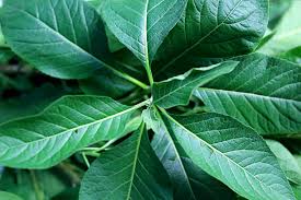 Bitter Leaf and Scent Leaf